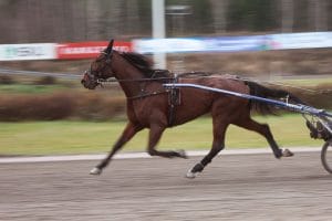 Hevonen ravaa radalla.