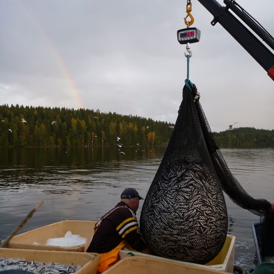 Kalastaja nostaa verkkoja järvestä.