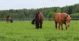 Hevosia laiduntamassa pellolla.